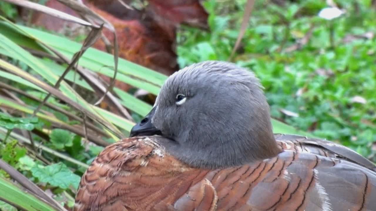 Closeup of an a Ashy-Headed Goose, Chloephaga poliocephala. This species is native to South America.