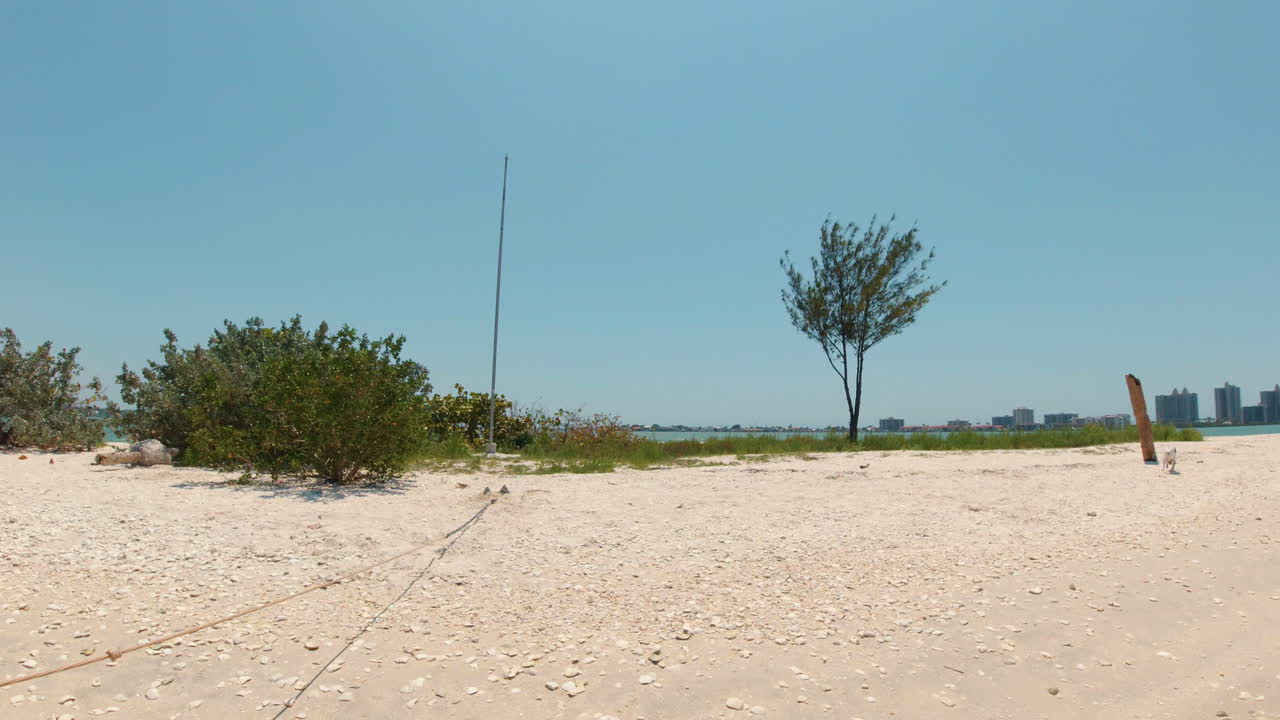 방황하는 개가 플로리다  ⁇ 파의 해변을 따라 길을 찾습니다.