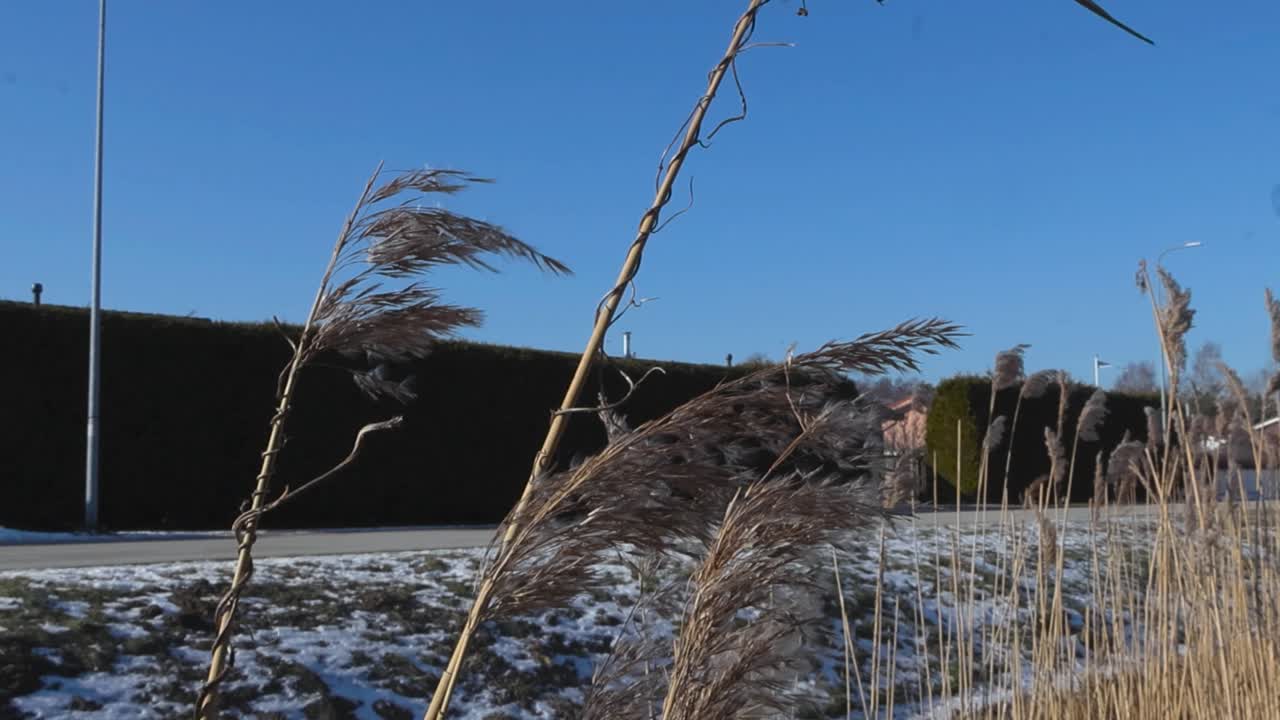 Tall fullfy and soft marram grass or beach grass moving in the wind in slow motion during a sunny day in a urban neighbourhood in Tiskre with blue sky in the background and fences and road visible.