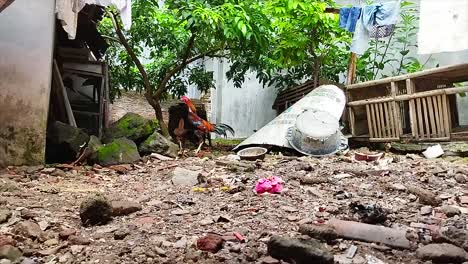 several chickens were looking for food in the backyard next to the old coop on broken bricks and tiles
