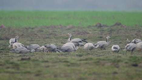 The-bar-headed-geese-grazing