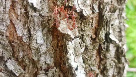 close up of red ants on tree trunk