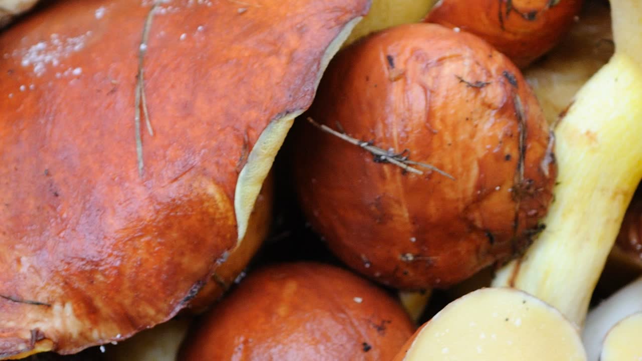 Hongos