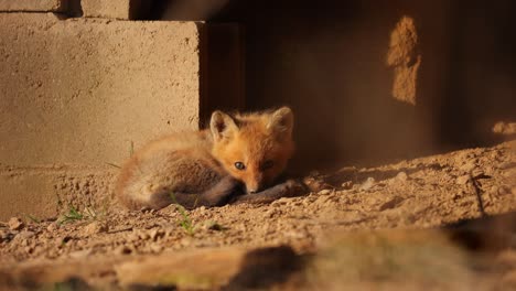 un cachorro de zorro rojo americano acurrucado en el suelo debajo de una estructura urbana mientras mira hacia la cámara