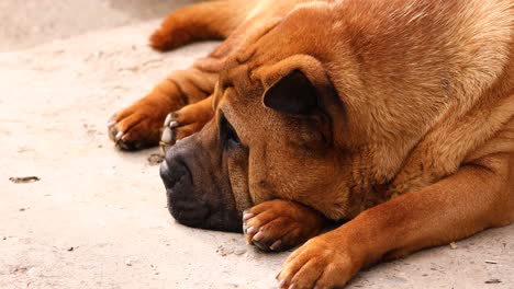 cerca de un perro shar pei marrón acostado y durmiendo en el suelo