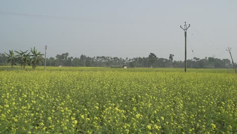 Senfblumen-Blühen-Auf-Dem-Weiten-Feld