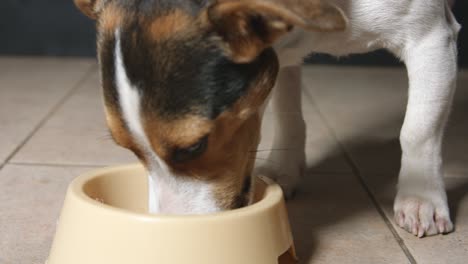 un perro hambriento comiendo comida del cuenco de alimentación.