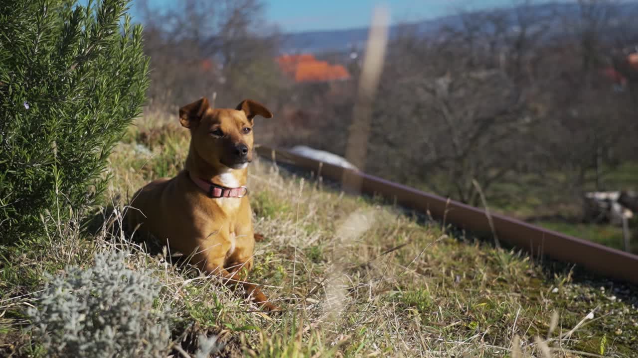 un perro de pie cerca de romero con casas distantes