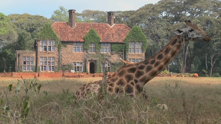Giraffes mill around outside an old mansion in Kenya 17