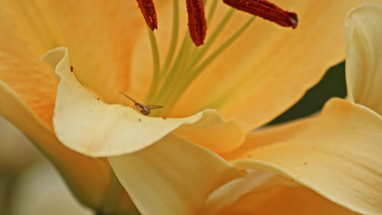 una abeja que imita a una mosca flotante en el pétalo de una gran flor amarilla, moviendo suavemente su abdomen