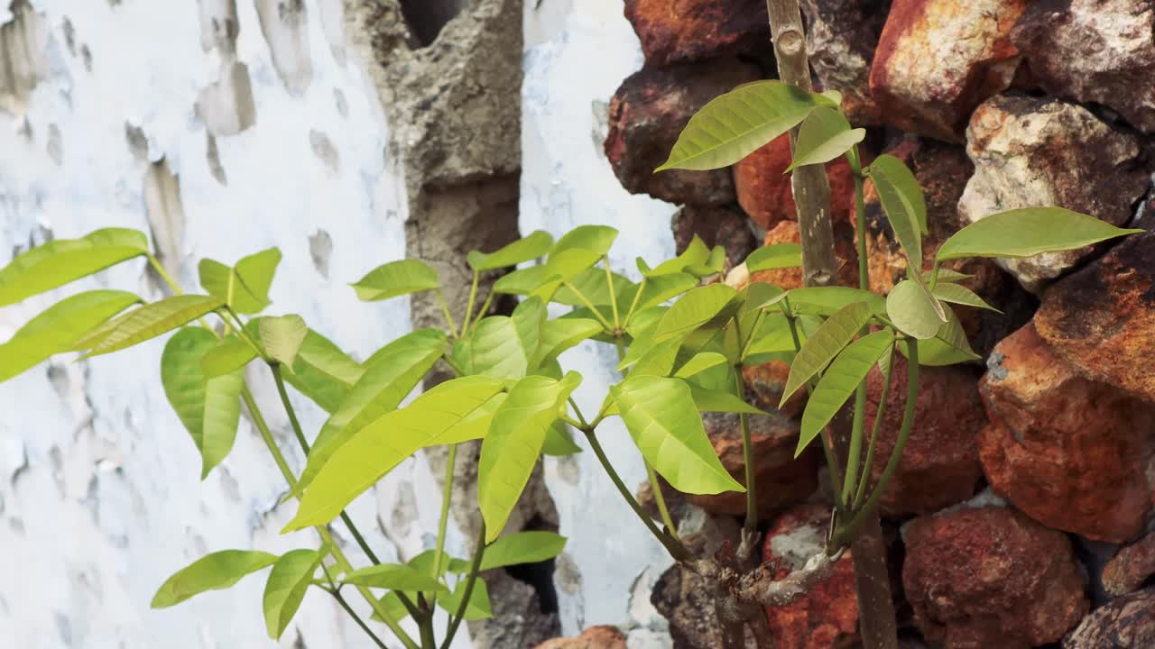 여름 바람과 함께 톱질하는 동안 어렵고 도전적인 표면에도 불구하고 갓 자란 잎을 보여주는 돌담에서 나오는 초목