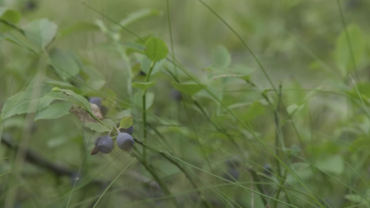 bayas del bosque en el arbusto en el bosque de cerca bajo cambio de ángulo de enfoque