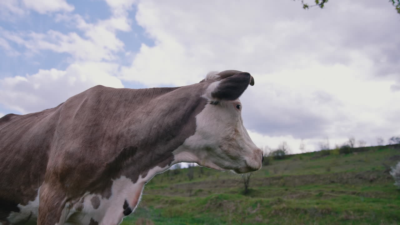 Brown cow with horns on a meadow. Beautiful milky cow standing on field on sky background. Domestic animal on pasture in the evening.