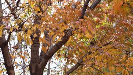 Several-Orange-and-Red-Leaves-Falling-Out-Of-a-Tree-Durring-the-Autumn-Season-and-Blowing-in-the-Wind-Close-Up-on-a-Clouldy-Day