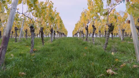 Pov-walking-forward-uphill-through-big-colourful-vineyard-and-yellow-grapevines-during-autumn-in-Stuttgart,-Germany-in-4k