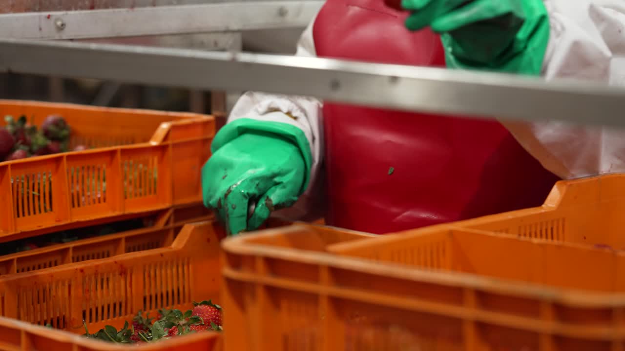 많은 딸기 의 초록색 잎 을 잘라내는 공장 의 직원