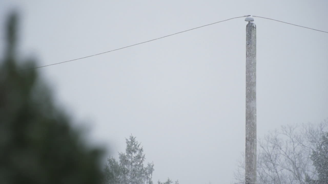 슬로우 모션으로 촬영된 소나무 겨울 눈