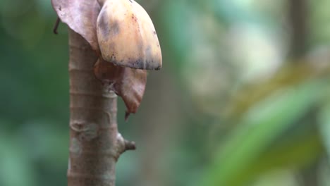 Orangenbäuchiger-Blumenspechtvogel,-Der-Am-Ast-Des-Baumes-Hängt,-Um-Banane-Zu-Essen