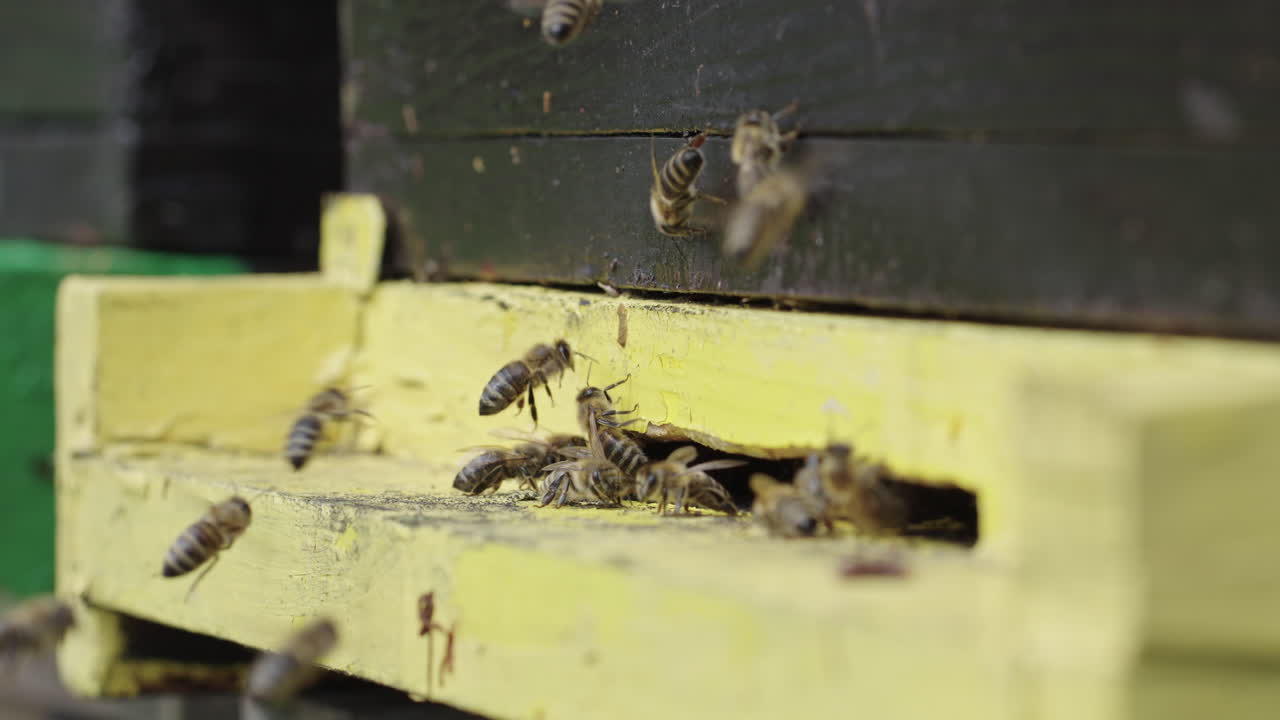 Busy honeybees flying around the entrance of a wooden beehive, returning with pollen from flowers