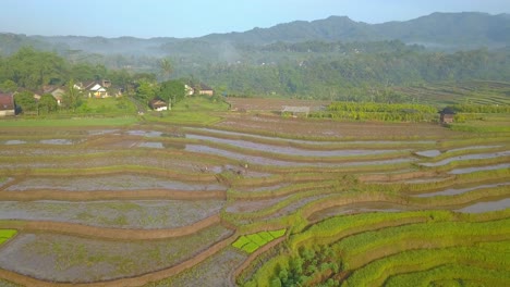 Drone-video-of-Traditional-farmers-are-plowing-the-rice-fields-using-buffaloes