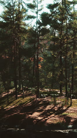 una escena de bosque tranquilo con pinos altos y la luz del sol fluyendo a través