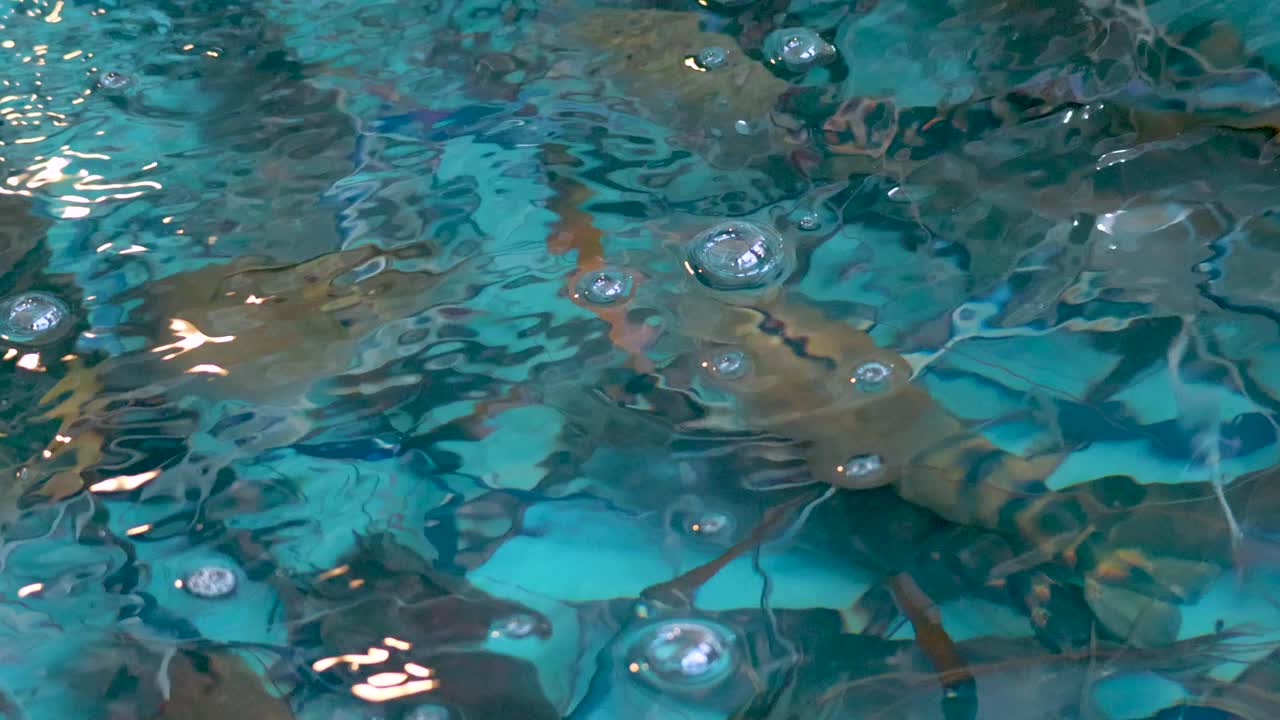 거품이 있는 물 환경에서 수영하는 새우