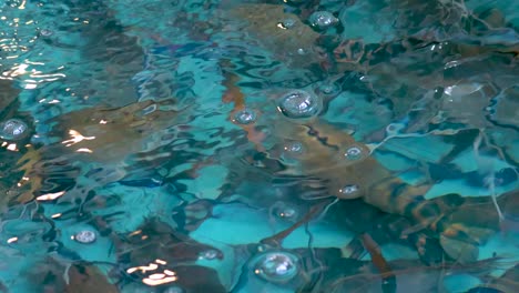 camarones nadando en un entorno de agua burbujeante