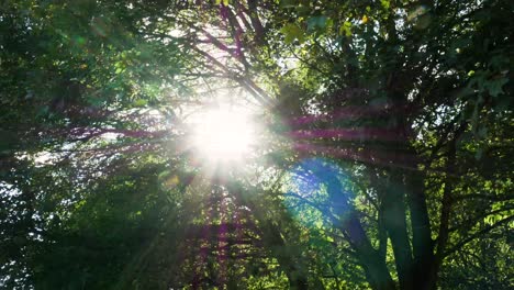 Moving-shot-of-the-sun-flaring-through-leaves-in-a-tree-canopy