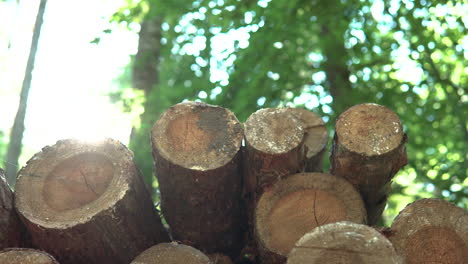 sun flares over logged cut down tree stumps in forest during the day