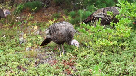 Gallinas-De-Pavo-Salvaje-En-Las-Dunas-Y-Bosques-En-Race-Point,-Cape-Cod,-Massachusetts,-Estados-Unidos