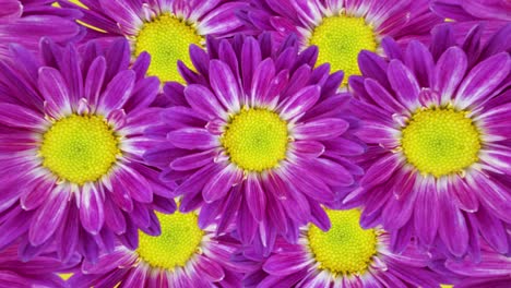 pattern with rotating chrysanthemum pattern. minimal motion graphics floral animation