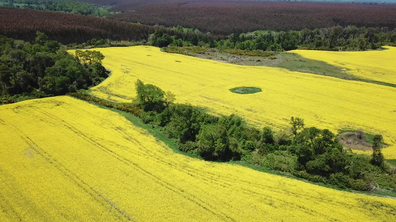 Yellow Canola Oil Agricultural Farming Fields in Countryside of Chile, Drone Aerial View
