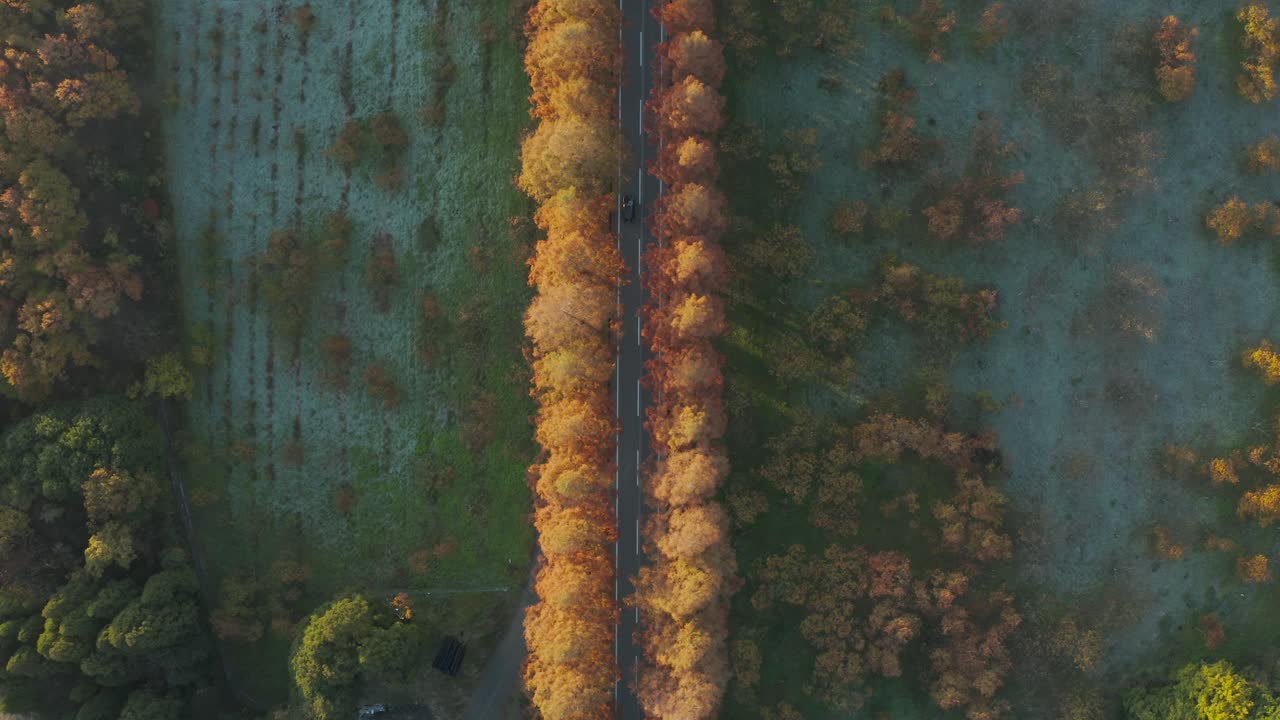 Metasequoia Namiki Road Aerial top down view at Sunrise, Shiga Japan