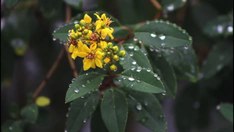 yellow flowers with dew drops