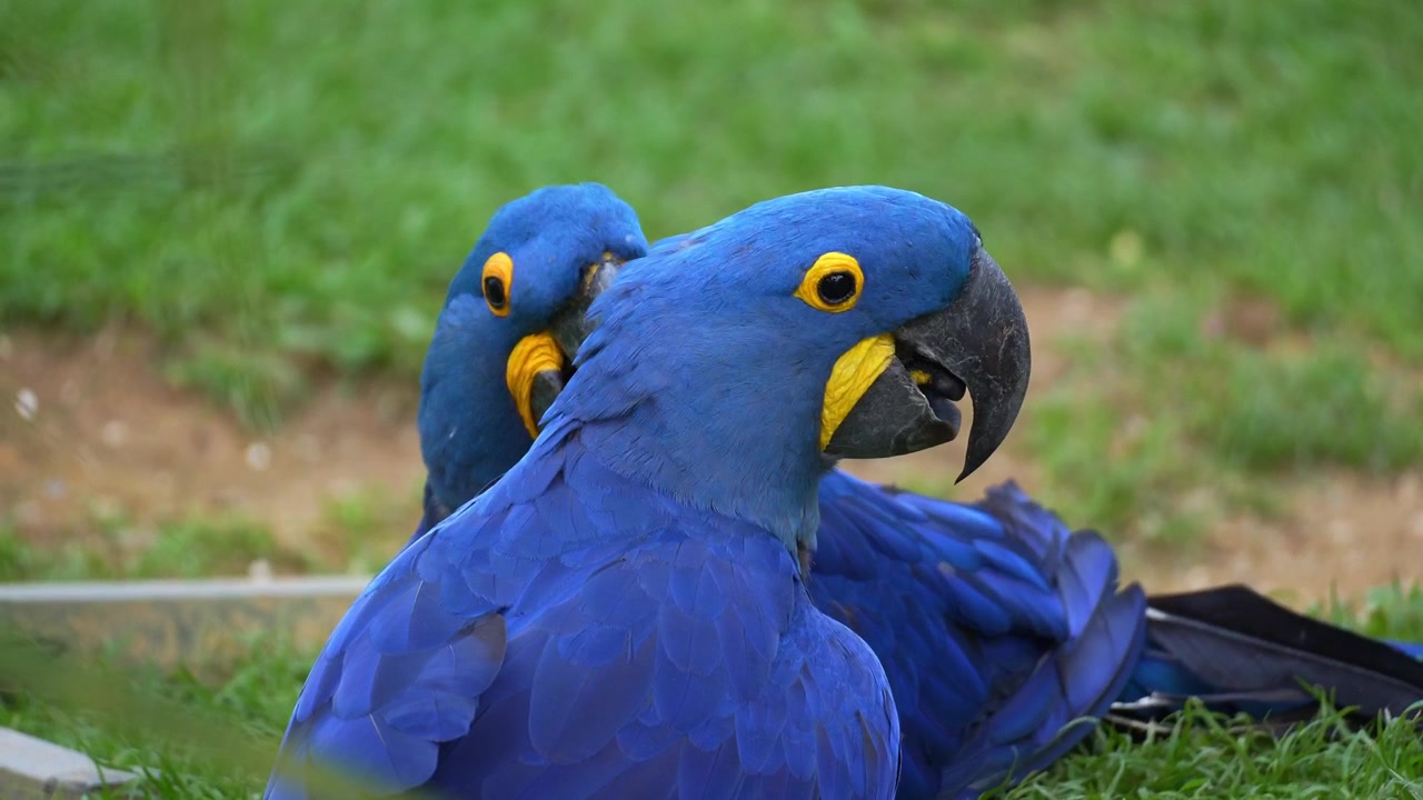 Close-up de duas araras-azuis (Anodorhynchus hyacinthinus) em um momento de interação brincalhona no chão gramado.