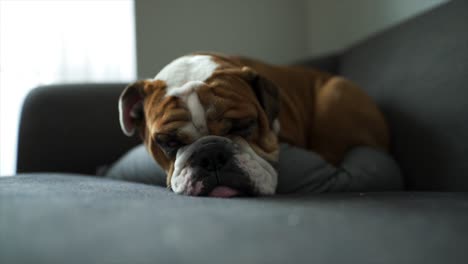 english bulldog puppy opens his eyes while trying to sleep on a grey couch