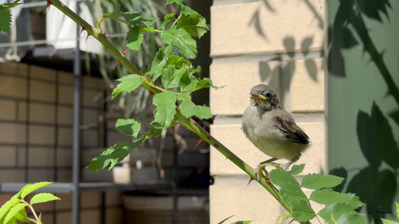 Juvenile Lesser Whitethroat (Sylvia curruca) on a rose branch looking around in the garden.