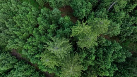 top down view of green forest, drone fly over pine trees and treetops