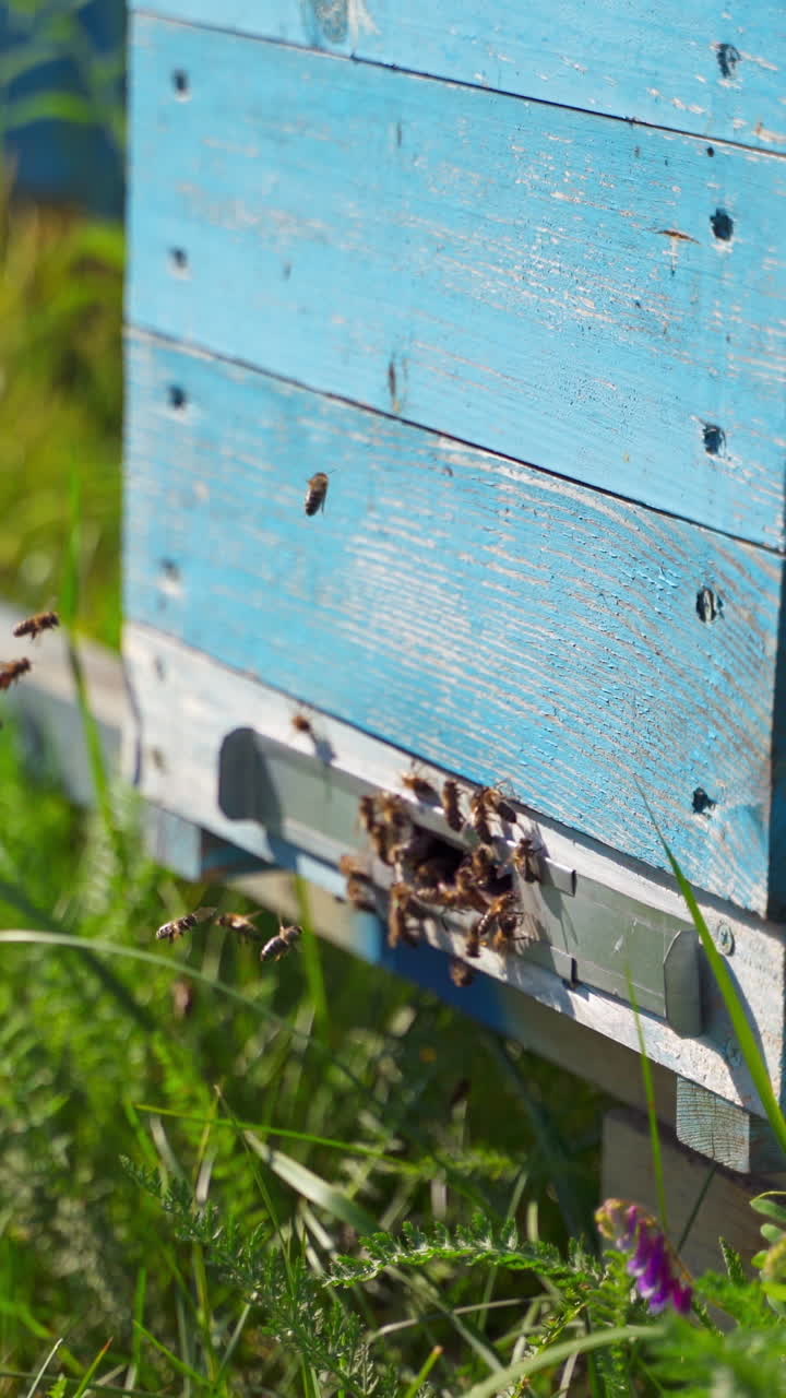 Bees crawling at the entrance to the hive. Busy bees flying near wooden hive and carrying nectar pollen. Bee house. Eco farming business. Close-up. Vertical video