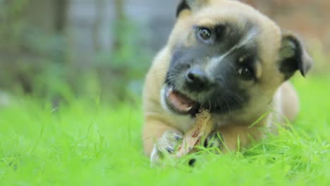 puppy chewing a bone in the grass