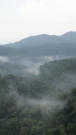 안개가 가득한 산림 풍경