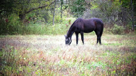 Black-horse-grazes-and-stamps-feet,-then-assumes-elegant-pose-in-shot-with-vignette-effect