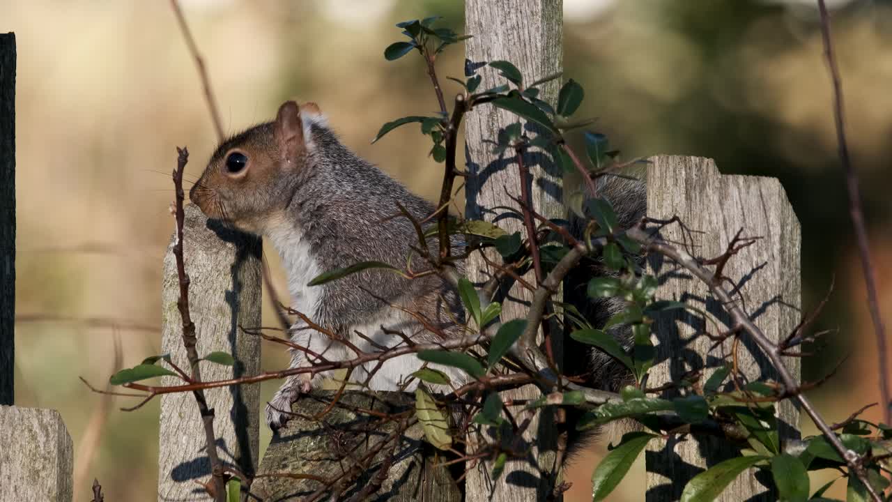 ardilla gris roedor sentado esperando en el cerco uk
