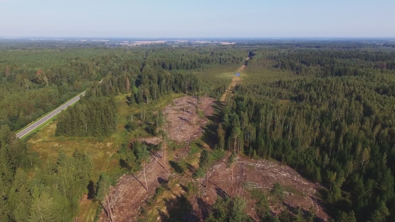 靠近道路的沼澤砍伐的森林部分