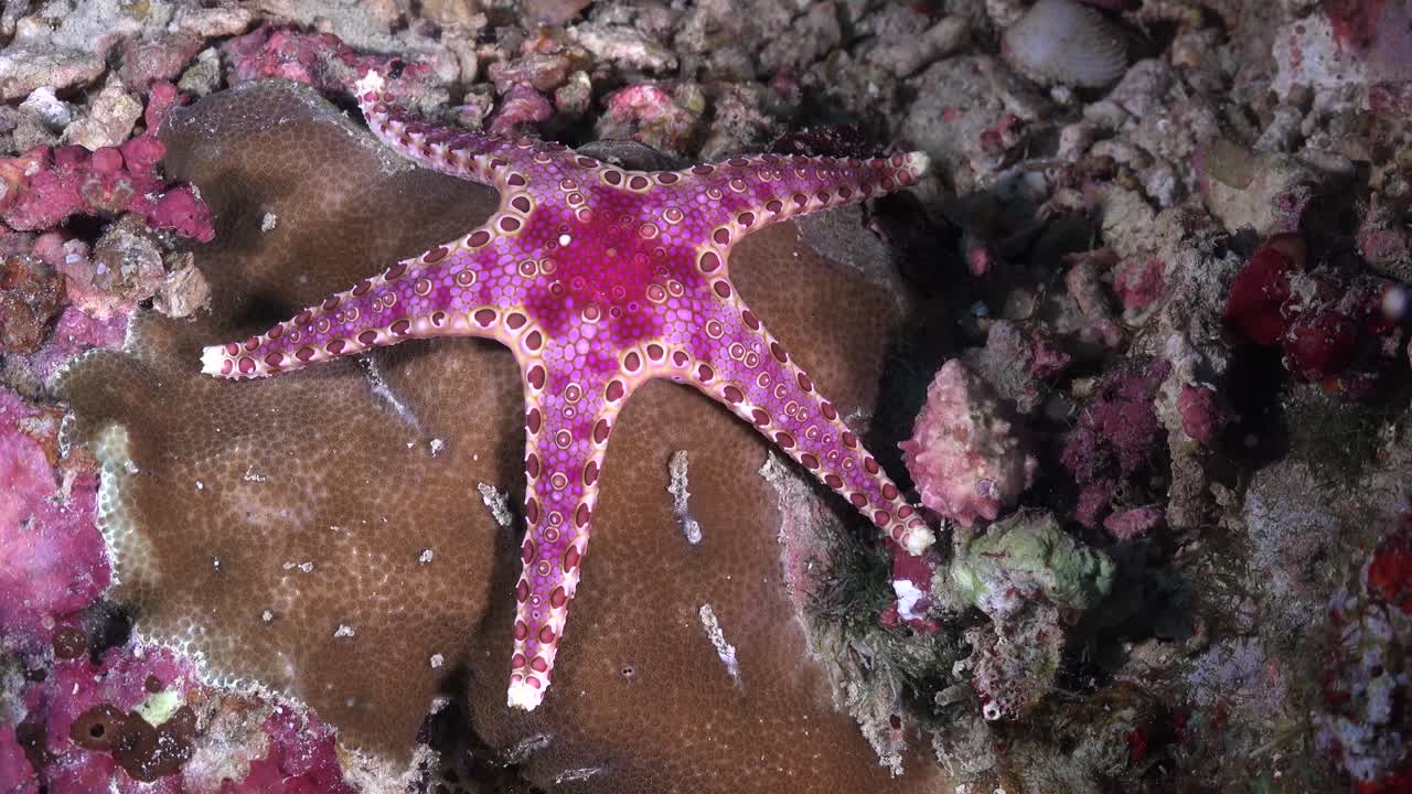 estrella de mar rosa en el arrecife de coral