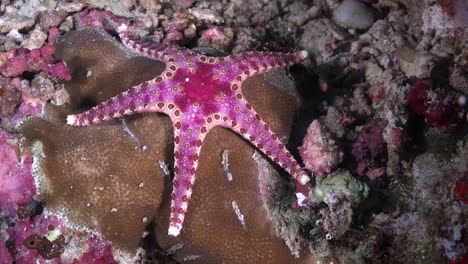 pink sea star on coral reef