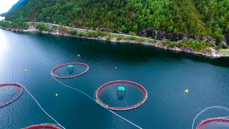 aerial footage farm salmon fishing in norway