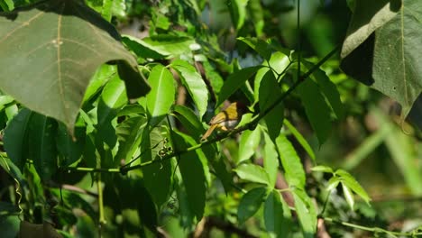 a tiny dark-necked tailorbird orthotomus atrogularis is hopping on a tiny twig from the center to the left side of the frame