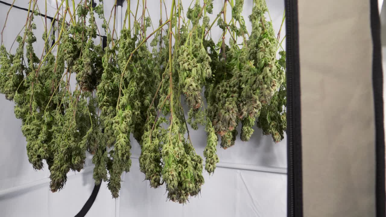 tiro de carro de secado de plantas de cannabis en una tienda de cultivo