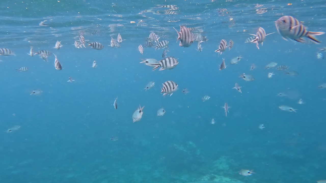 검은색과  ⁇ 색 줄무 ⁇  암초 물고기 들 의 놀라운 무리 가 물 표면 에 도달 하고 있다